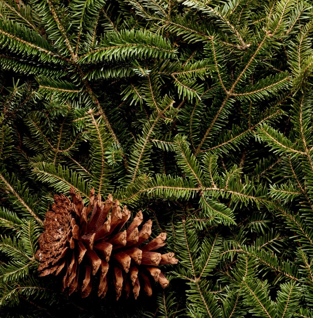 2-Wick Fraser Fir Soy Candle