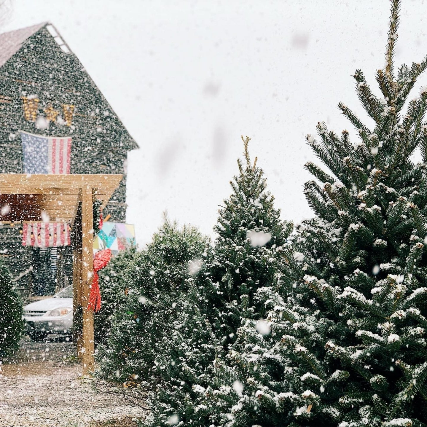 Christmas Tree Farm 3-Wick Soy Candle | Gold