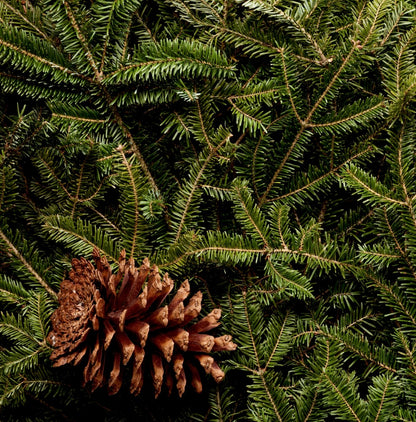 2-Wick Fraser Fir Soy Candle