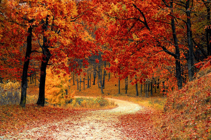 Autumn Woods Soy Wax Melts