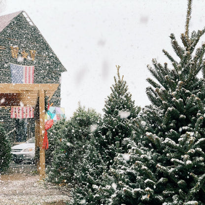 Christmas Tree Farm 3-Wick Soy Candle | Gold